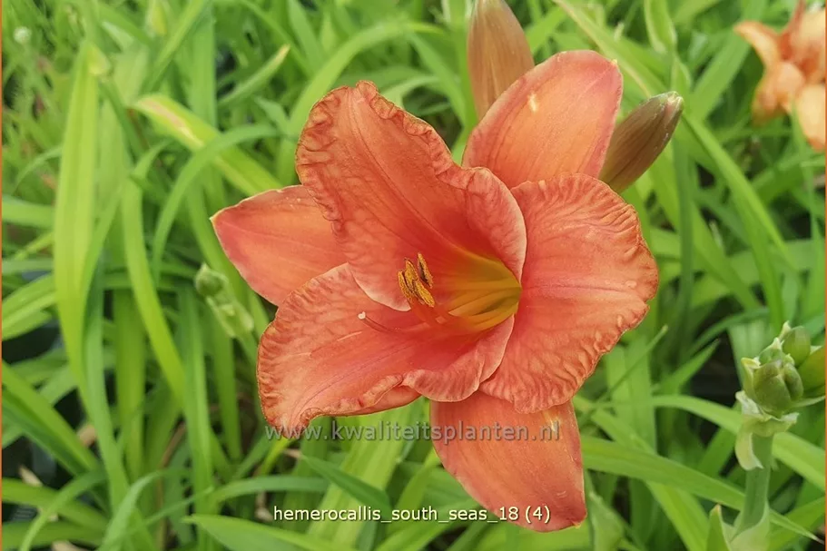Hemerocallis 'South Seas'