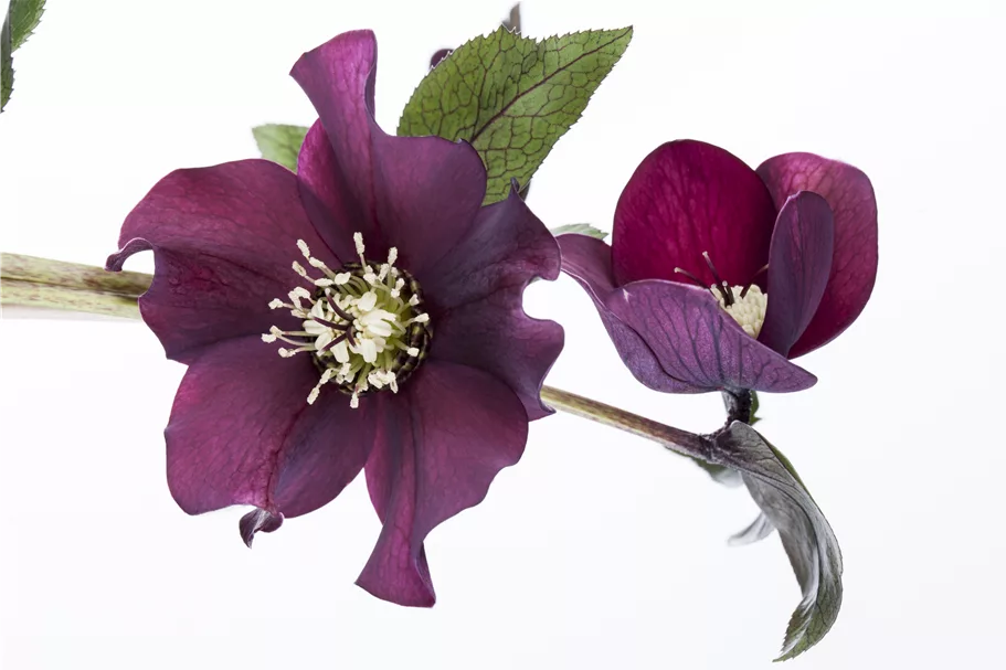 Helleborus orientalis
