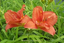 Hemerocallis 'South Seas'