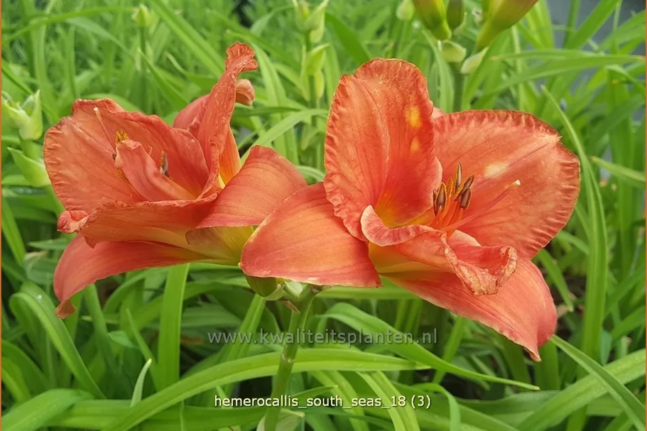 Hemerocallis 'South Seas'