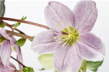 Helleborus orientalis