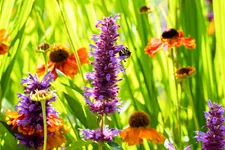 Helenium 'Sahin´s Early Flowerer'®