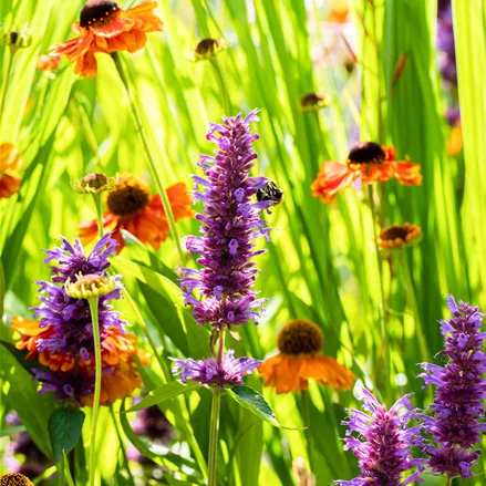 Helenium 'Sahin´s Early Flowerer'®