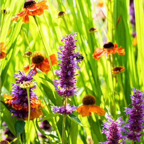 Helenium 'Sahin´s Early Flowerer'®