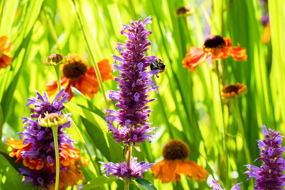 Helenium 'Sahin´s Early Flowerer'®