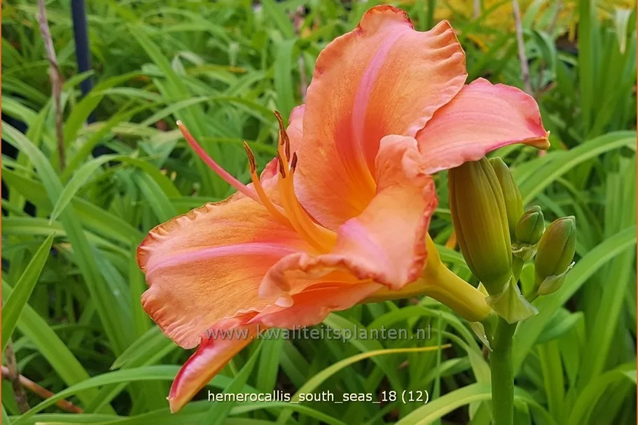 Hemerocallis 'South Seas'