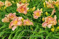 Hemerocallis 'Spacecoast Starburst'