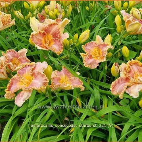 Hemerocallis 'Spacecoast Starburst'