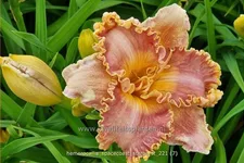 Hemerocallis 'Spacecoast Starburst'