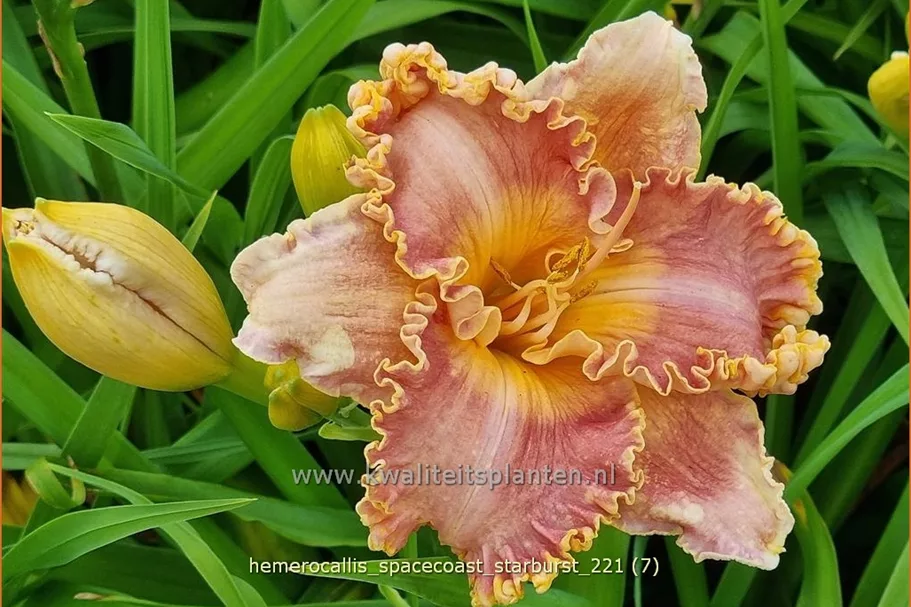 Hemerocallis 'Spacecoast Starburst'