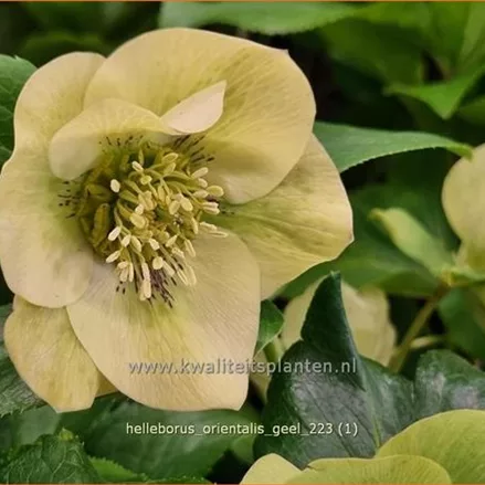 Helleborus orientalis 'Creme'