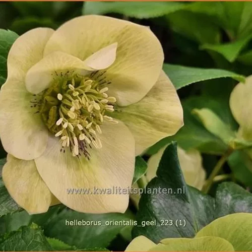 Helleborus orientalis 'Creme'