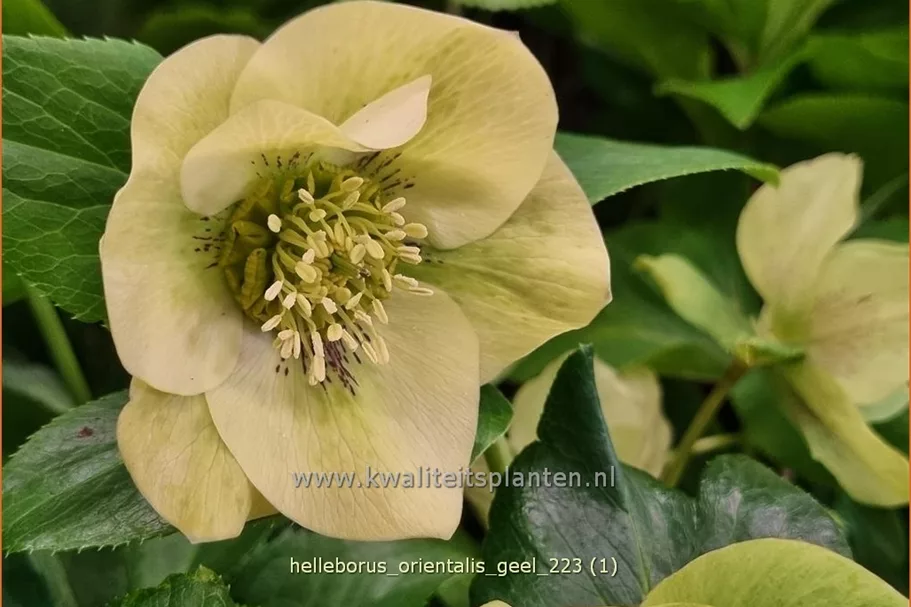 Helleborus orientalis 'Creme'