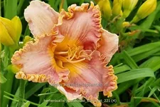Hemerocallis 'Spacecoast Starburst'