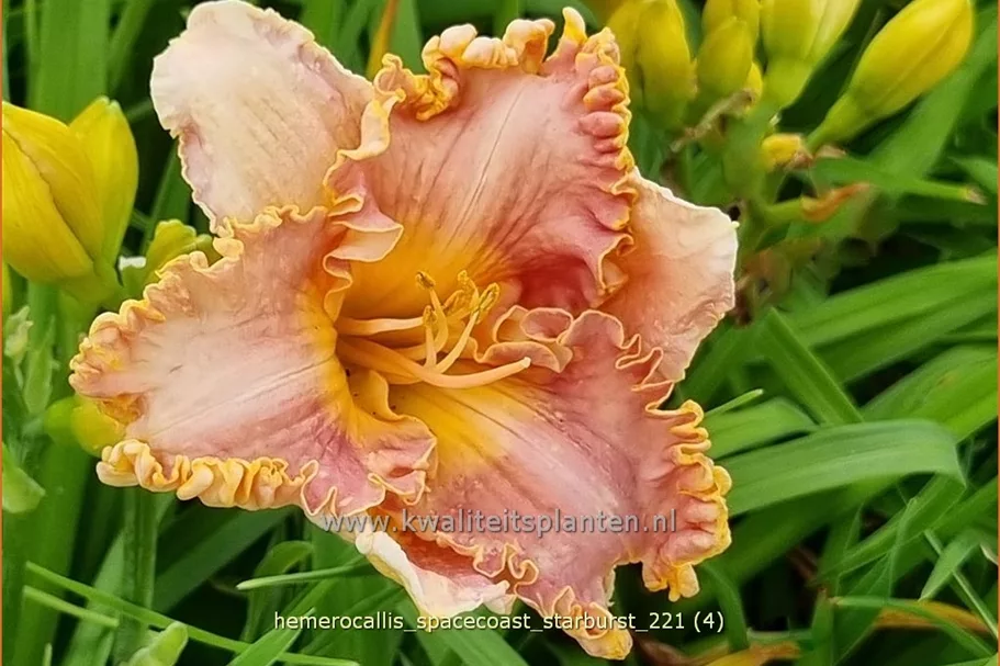 Hemerocallis 'Spacecoast Starburst'