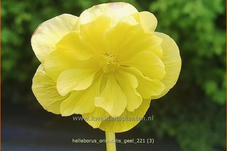 Helleborus orientalis 'Creme'