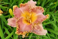 Hemerocallis 'Spacecoast Starburst'