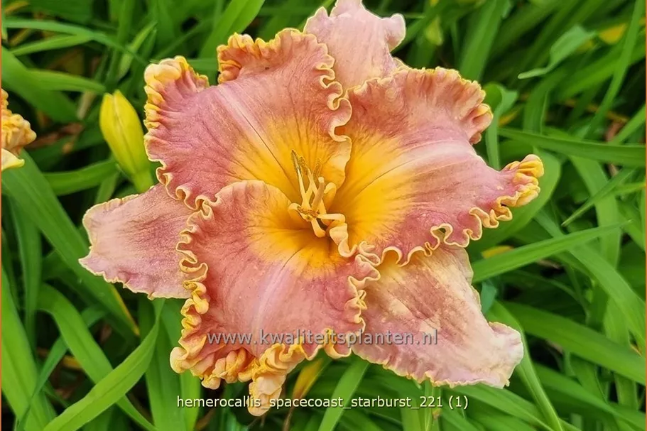 Hemerocallis 'Spacecoast Starburst'