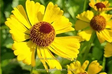 Helenium 'Septembergold'