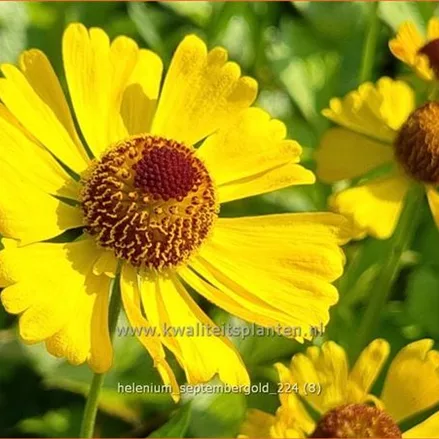 Helenium 'Septembergold'