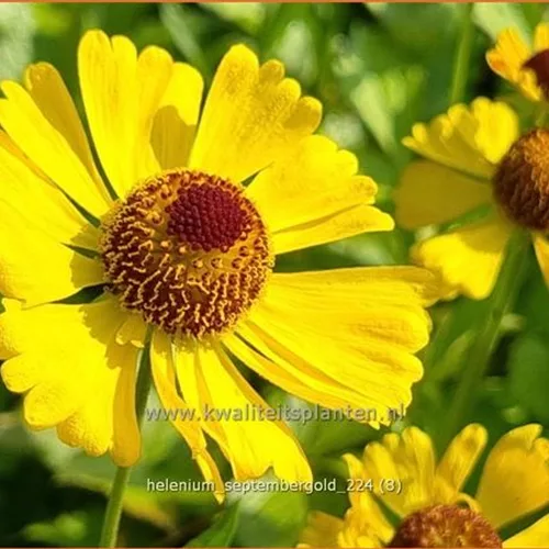 Helenium 'Septembergold'
