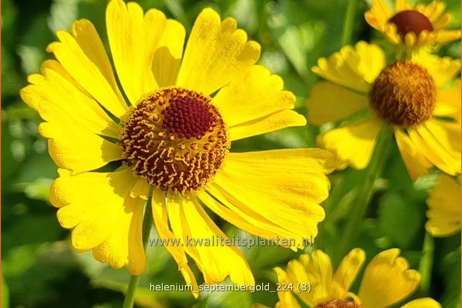Helenium 'Septembergold'