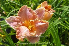 Hemerocallis 'Spacecoast Starburst'