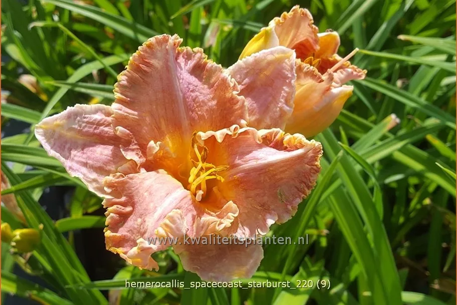 Hemerocallis 'Spacecoast Starburst'