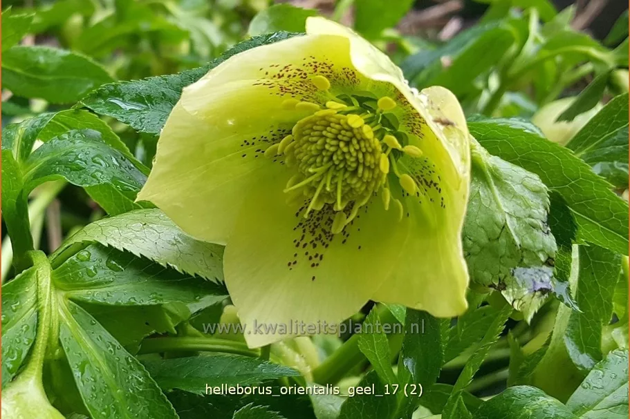 Helleborus orientalis 'Creme'