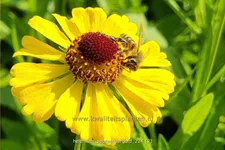 Helenium 'Septembergold'