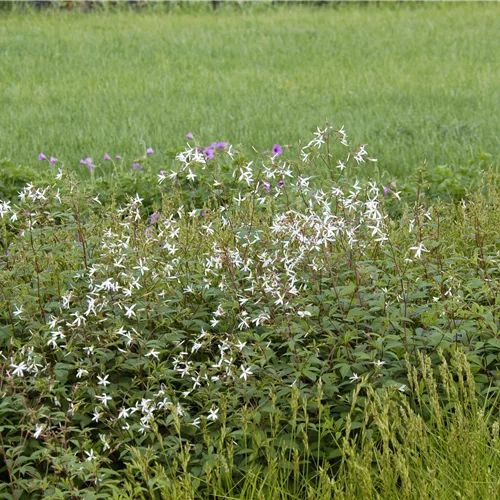 Gillenia trifoliata