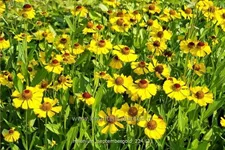 Helenium 'Septembergold'