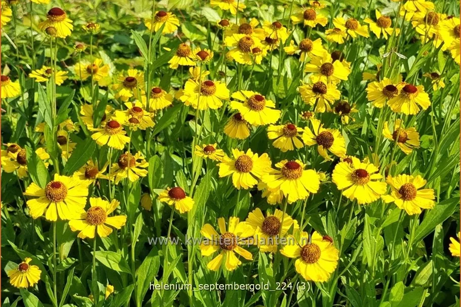 Helenium 'Septembergold'