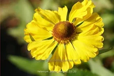 Helenium 'Septembergold'