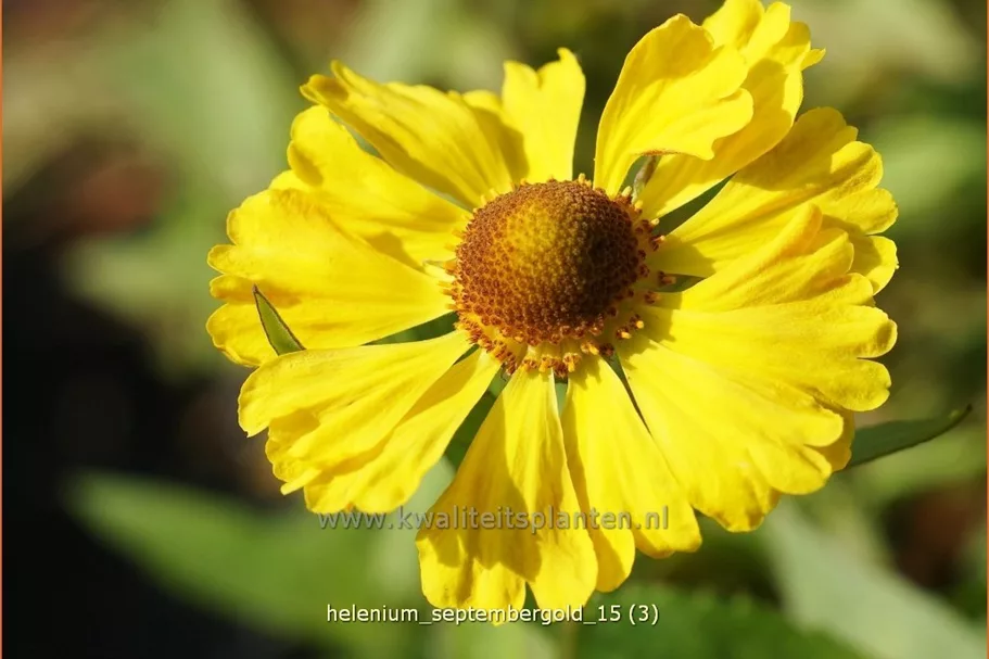 Helenium 'Septembergold'