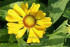 Helenium 'Septembergold'