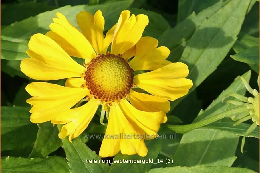 Helenium 'Septembergold'