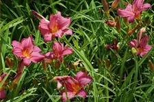 Hemerocallis 'Summer Wine'