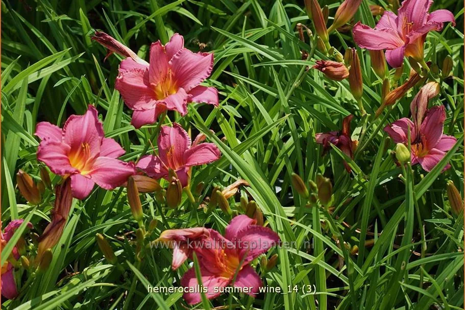 Hemerocallis 'Summer Wine'