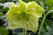 Helleborus orientalis 'Double Ellen Green'