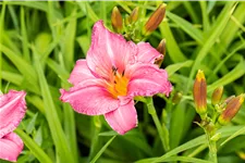 Hemerocallis 'Summer Wine'