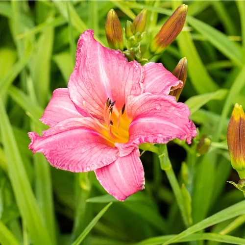 Hemerocallis 'Summer Wine'