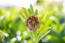 Helleborus orientalis 'Double Ellen Green'