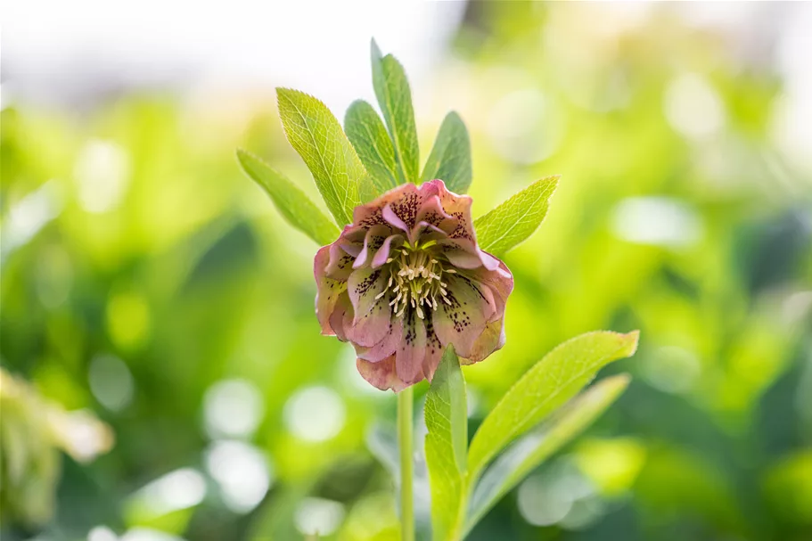Helleborus orientalis 'Double Ellen Green'