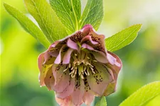 Helleborus orientalis 'Double Ellen Green'