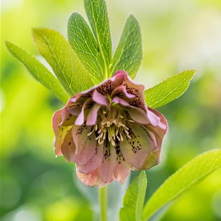 Helleborus orientalis 'Double Ellen Green'