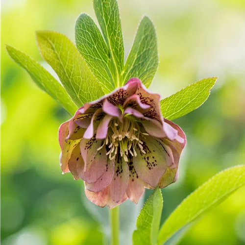Helleborus orientalis 'Double Ellen Green'