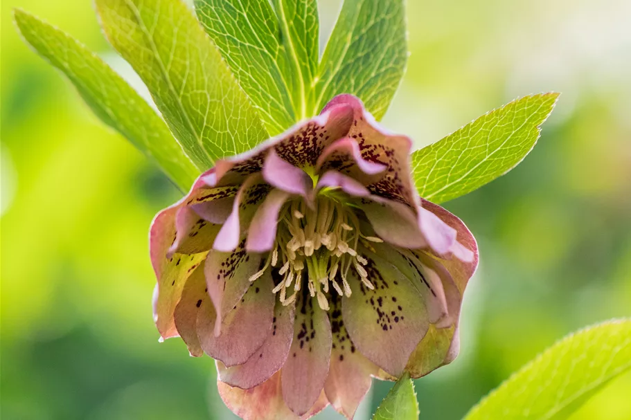 Helleborus orientalis 'Double Ellen Green'