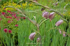 Gladiolus papilio