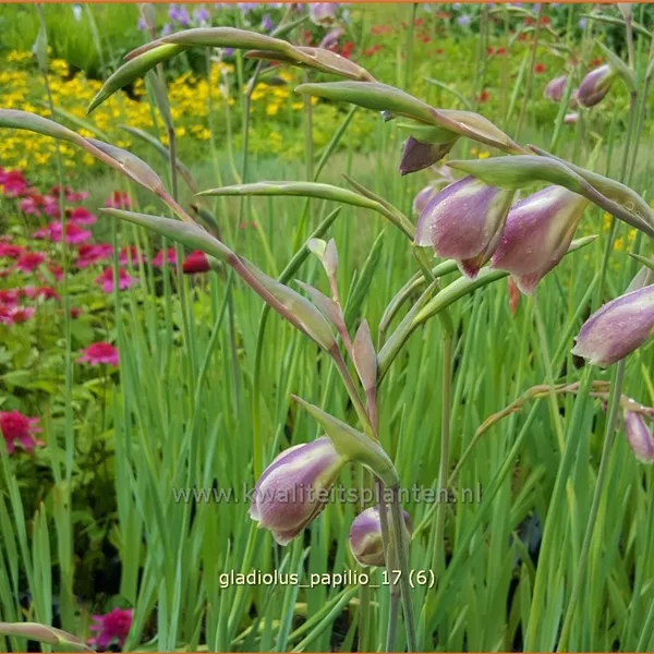 Gladiolus papilio